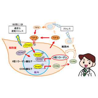 1秒に1歩の歩き方で軟骨が元気になる!? -岡山大が軟骨産生機構の一端を解明