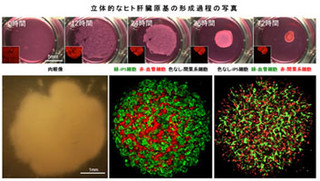 ヒトiPS細胞で3D肝臓作成