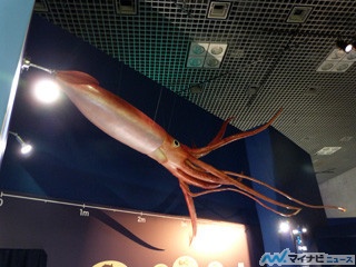 伝説のダイオウイカを実際に見られる -科博で特別展「深海」が6日より開催