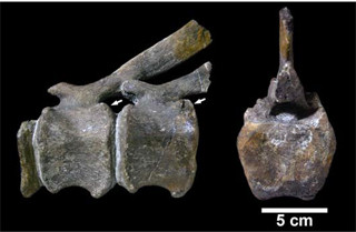 北大など、むかわ町穂別から北海道で4例目となる恐竜の化石を発見