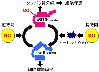 奈良医大など、一酸化窒素がパーキンソン病に有効な仕組みを解明