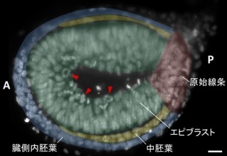 NIBBなど、体の基本構造が作られる初期のマウス胚を生きたまま観察に成功