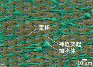 東大など、神経回路内の複雑な活動電位の伝播の様子を可視化することに成功