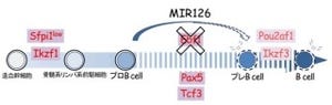 JSTと東海大、急性白血病細胞の分化異常を修復する非コードRNAを発見