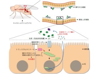 九大、腸内共生細菌が宿主の免疫で殺菌されない理由の一端を解明