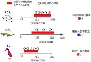 JSTなど、脊椎動物の脳のサイズを決定する発生メカニズムの一端を解明