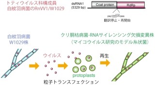 岡山大など、感染させることが困難なキラーウイルスを感染させることに成功