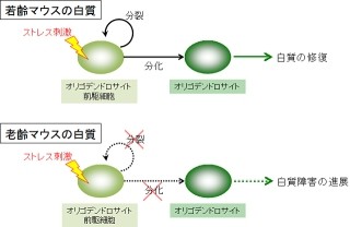 加齢による脳(白質)の機能低下は既存医薬品で防げる可能性!? -ハーバード大