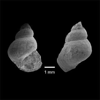 金沢大、日本で初めて世界でも2例目となる新生代古第三紀の巻貝化石を発見