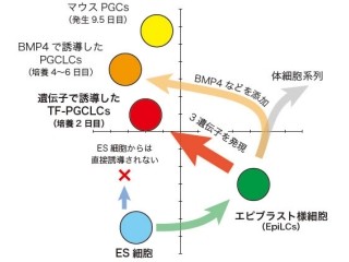 京大など、マウスES細胞を「始原生殖細胞」に誘導して子の産出に成功