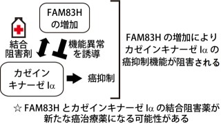 NIBIO、大腸がんの浸潤・転移を促進させる重要なタンパク質を発見