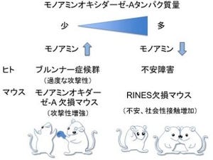 理研、タンパク質「RINES」が正常な情動行動を制御していることを発見
