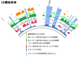 特定の遺伝子群が周辺遺伝子の「コピー数多型」を抑制 - 東北大など