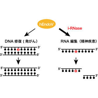 統合失調症やうつ病などの治療に期待-阪大、RNA編集に関わる酵素活性を発見