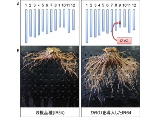 生物研など、根を深く張れることで干ばつに強いイネを作出