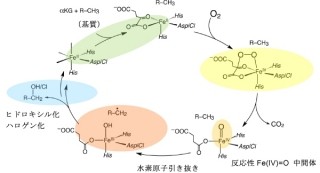 京大など、単核非ヘム鉄酵素の反応中間体「Fe(IV)=O中間体」の構造を解明