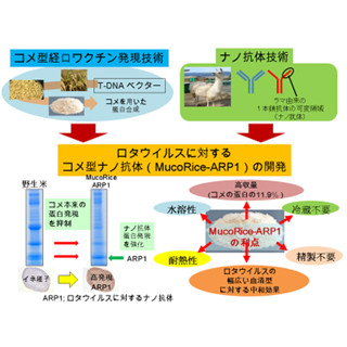 東大など、免疫不全の乳幼児などでも摂取可能なロタウイルス治療法を開発