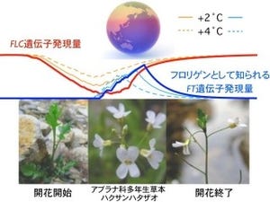 温暖化による約5℃の温度上昇で植物が開花できなくなる - 北大などが予測