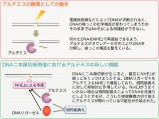 横浜市大、低線量の放射線で傷ついた細胞DNAが修復する機構の一部を解明