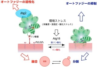 タンパク質「Atg18」は2種類あり、細胞小器官の動態制御などを担う - 京大