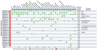 国がん研など、30種類のがんのゲノムから発がん要因となる遺伝子異常を発見