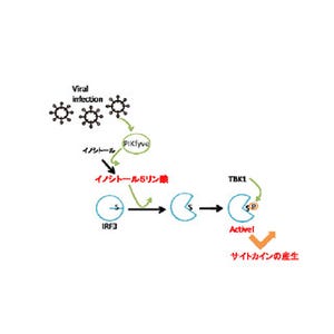 ウイルス感染の免疫反応はリン脂質の一種が制御している - NAISTが確認