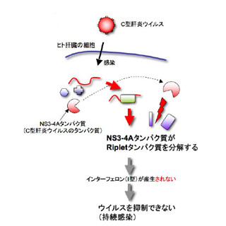 北大、C型肝炎ウイルスが長期間にわたってヒト免疫から逃れる仕組みを解明