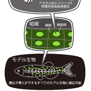 抗がん剤などの開発に期待 - 阪大、生体内の遺伝子活性化の観察技術を開発