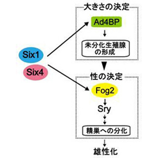 男女の違いはどのように生み出されるのか -熊本大、性決定機能の一端を解明