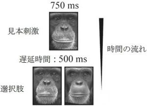 チンパンジーもヒトと同様に顔認識に左眼=脳の右半球を使っている - 京大
