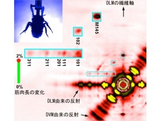 JASRI、毎秒5000コマの超高速X線ムービーで昆虫の羽ばたきの仕組みを解明