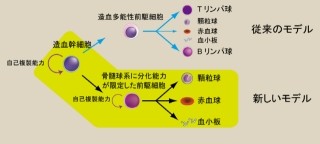 東大、血液細胞の分化に関する新しいモデルを発表