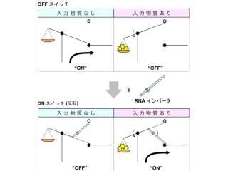 京大、細胞内でスイッチの性能を調節・反転可能な「RNAインバータ」を開発