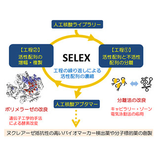 群大と阪大、がんや糖尿病の原因物質の働きを阻害する核酸アプタマーを開発