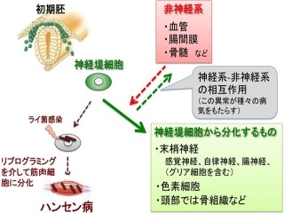 京大、末梢神経系の発生研究が難病の原因究明につながる研究成果を総説