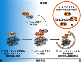 東京都医学研など、生体防御機構を利用してがん細胞が増殖する仕組みを解明