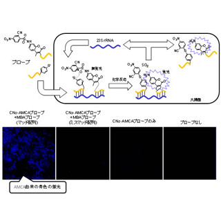 北大など、遺伝子発現の情報を生きた細胞内で検出できる分子プローブを開発