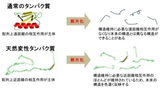 神戸大など、O157の病原タンパク質「EspB」のフレキシブルな全体構造を解明