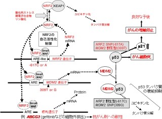 理研など、肺がんや肺腺がんに遺伝子「NRF2」の一塩基多型が関与と解明