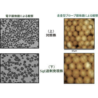 理研、水素生産量を2倍以上に増加させた「ラン藻」を遺伝子改変により作製