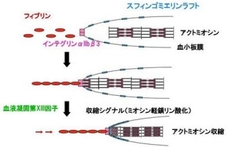 東京都医学研、血栓形成時の「血餅退縮」が起きるメカニズムを解明