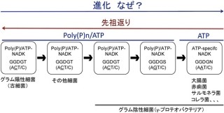 京大、酵素のATP特異性の獲得メカニズムを発見