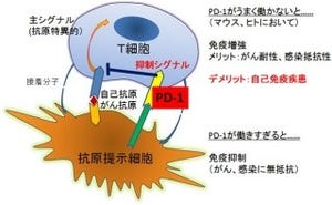 京大、免疫のブレーキ役分子「PD-1」が自己免疫疾患を抑制する仕組みを解明