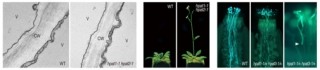 NIBB、植物細胞壁中の糖タンパク質に重要な未知の酵素「HPAT」を解明