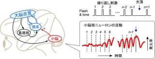 ヒトなどの時間知覚に重要な脳部位は「小脳歯状核」 - 北大が解明