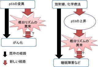 不規則な生活を送ると発がん率が有意に上がるのは概日リズムと関係 - 京大