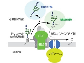 理研など、「オリゴ糖転移酵素」が遊離糖鎖を生成する仕組みを解明