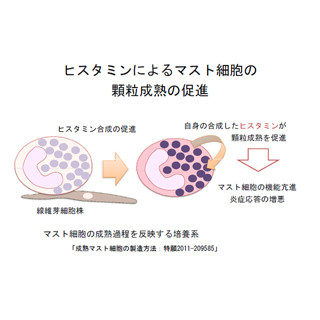 新たな抗アレルギー薬の開発に期待 -岡山大、ヒスタミンの機能の一端を解明