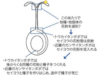 名大など、在来植物が外来種に追いやられるメカニズムを解明