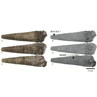 小学6年生が発見した化石 - 現生のイカの祖先にあたる新種であることを確認
